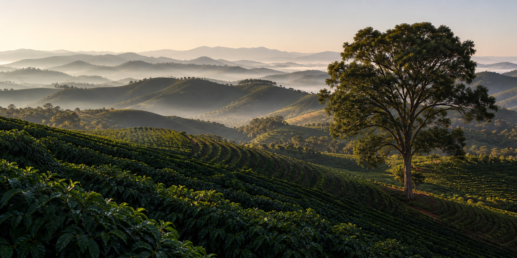 Cafezais de altitude e mares de morros da Região de Pinhal